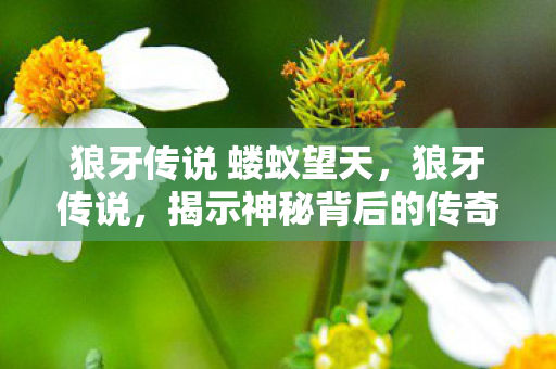 狼牙传说 蝼蚁望天，狼牙传说，揭示神秘背后的传奇故事