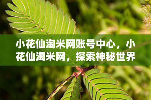 小花仙淘米网账号中心，小花仙淘米网，探索神秘世界的乐园