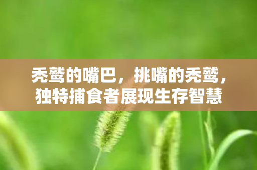 秃鹫的嘴巴，挑嘴的秃鹫，独特捕食者展现生存智慧