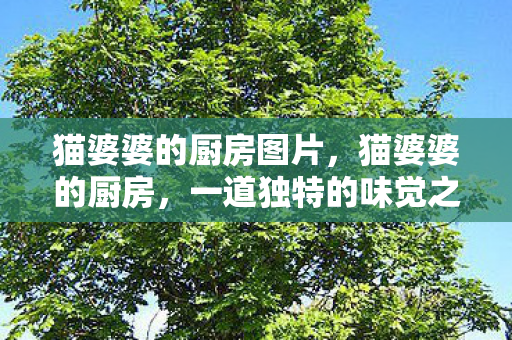 猫婆婆的厨房图片，猫婆婆的厨房，一道独特的味觉之旅