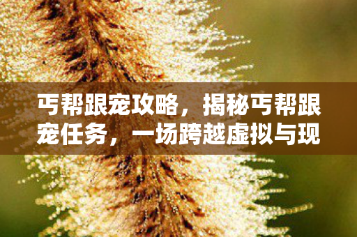 丐帮跟宠攻略，揭秘丐帮跟宠任务，一场跨越虚拟与现实的冒险之旅