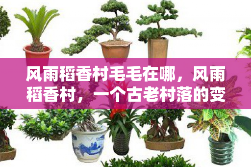 风雨稻香村毛毛在哪，风雨稻香村，一个古老村落的变迁与坚守