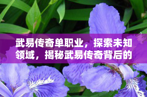 武易传奇单职业，探索未知领域，揭秘武易传奇背后的故事