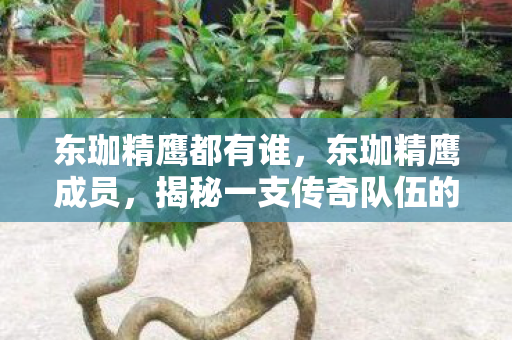 东珈精鹰都有谁，东珈精鹰成员，揭秘一支传奇队伍的背后故事