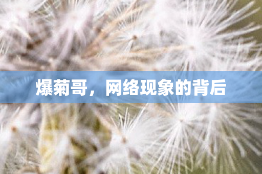 爆菊哥，网络现象的背后