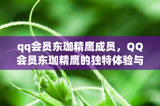 qq会员东珈精鹰成员，QQ会员东珈精鹰的独特体验与特权魅力