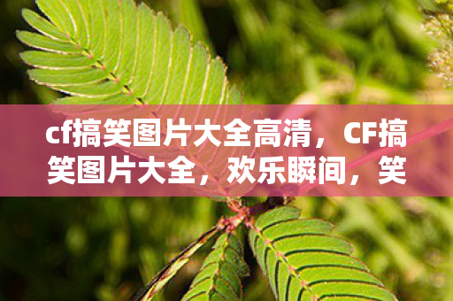 cf搞笑图片大全高清，CF搞笑图片大全，欢乐瞬间，笑翻全场！
