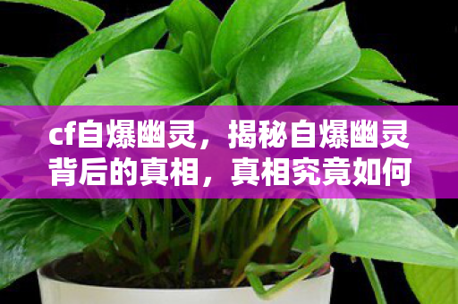 cf自爆幽灵，揭秘自爆幽灵背后的真相，真相究竟如何？