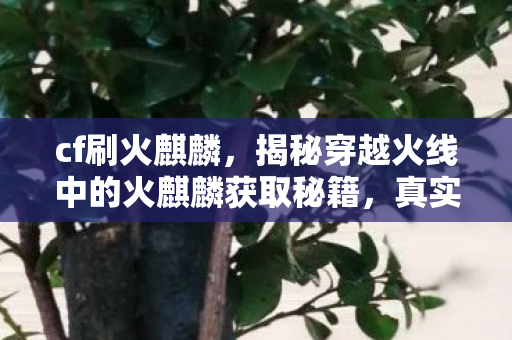 cf刷火麒麟，揭秘穿越火线中的火麒麟获取秘籍，真实有效的刷取攻略