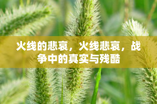 火线的悲哀，火线悲哀，战争中的真实与残酷