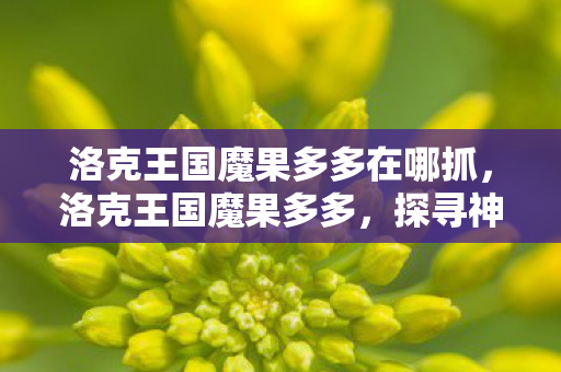 洛克王国魔果多多在哪抓，洛克王国魔果多多，探寻神秘果实的奇幻之旅