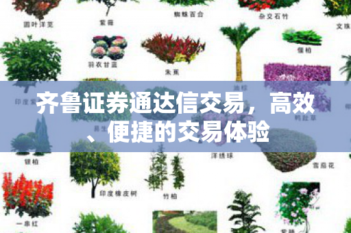 齐鲁证券通达信交易，高效、便捷的交易体验