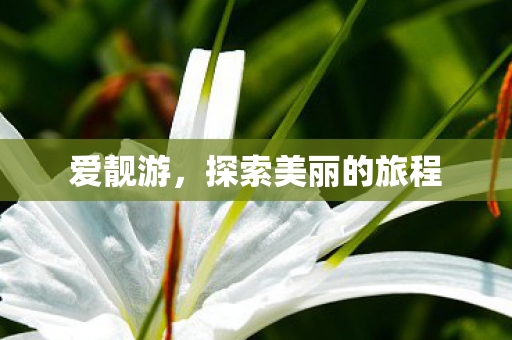 爱靓游，探索美丽的旅程