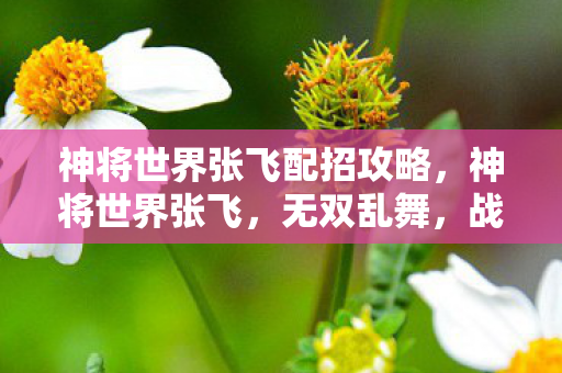 神将世界张飞配招攻略，神将世界张飞，无双乱舞，战力再升级