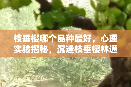 枝垂樱哪个品种最好,心理实验揭秘,沉迷枝垂樱林通关路线,细思极恐的多巴胺陷阱 枝垂樱哪个品种最好,心理实验揭秘,沉迷枝垂樱林通关路线,细思极恐的多巴胺陷阱