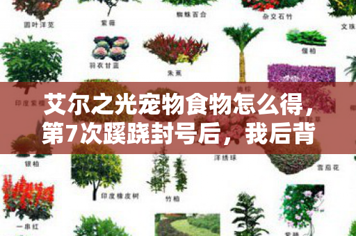 艾尔之光的宠物竟是策划的提线木偶图片