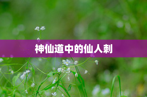 神仙道中的仙人刺