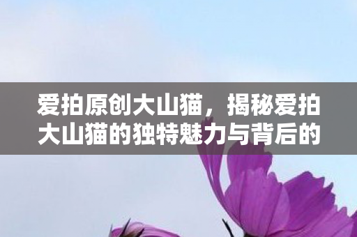 爱拍原创大山猫，揭秘爱拍大山猫的独特魅力与背后的故事