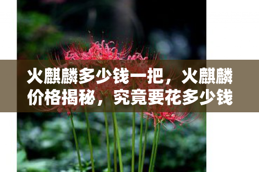 火麒麟多少钱一把，火麒麟价格揭秘，究竟要花多少钱才能获得？