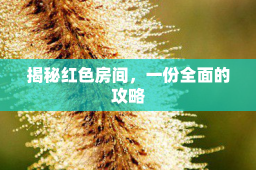 揭秘红色房间，一份全面的攻略