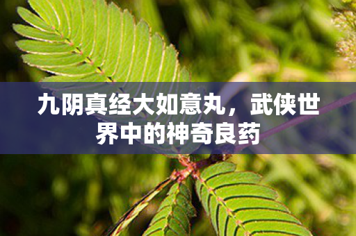 九阴真经大如意丸，武侠世界中的神奇良药