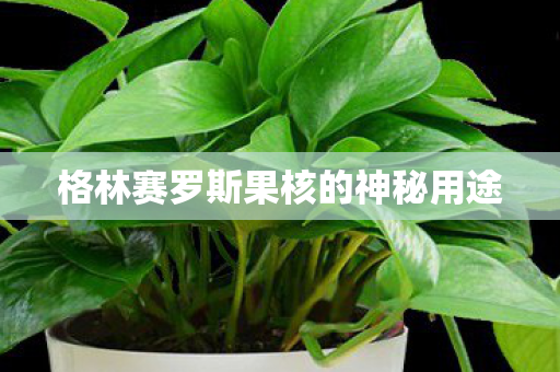 格林赛罗斯果核的神秘用途