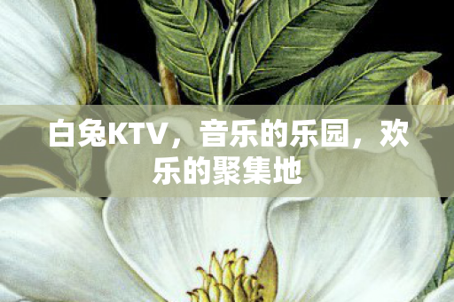 白兔KTV，音乐的乐园，欢乐的聚集地