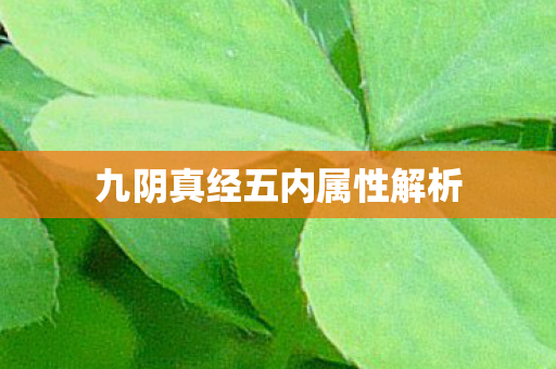 九阴真经五内属性解析