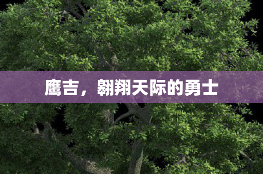 鹰吉,翱翔天际的勇士 鹰吉,翱翔天际的勇士
