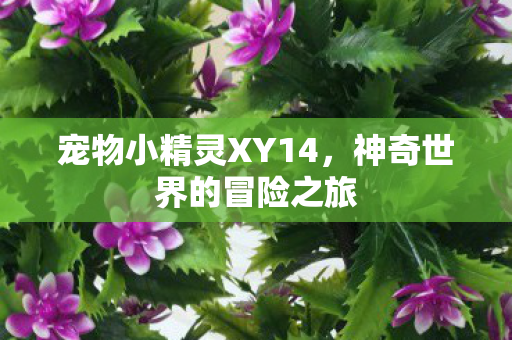 宠物小精灵XY14，神奇世界的冒险之旅