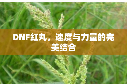 DNF红丸，速度与力量的完美结合