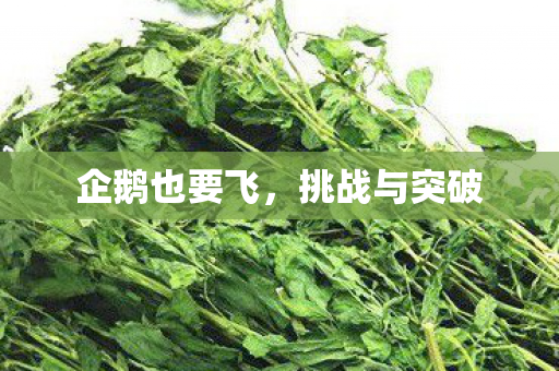 企鹅也要飞，挑战与突破