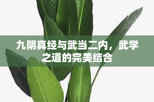 九阴真经与武当二内，武学之道的完美结合