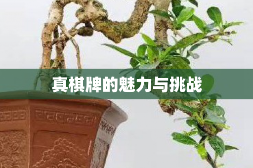 真棋牌的魅力与挑战