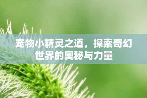 宠物小精灵之道，探索奇幻世界的奥秘与力量