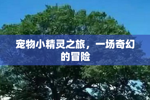 宠物小精灵之旅，一场奇幻的冒险