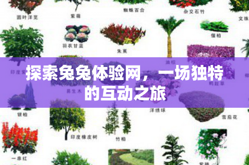 探索兔兔体验网,一场独特的互动之旅 探索兔兔体验网,一场独特的互动之旅