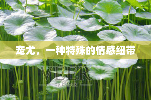 宠尤，一种特殊的情感纽带