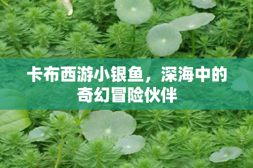 卡布西游小银鱼，深海中的奇幻冒险伙伴