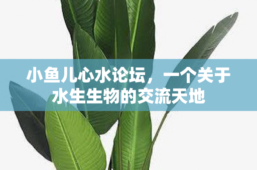 小鱼儿心水论坛,一个关于水生生物的交流天地 小鱼儿心水论坛,一个关于水生生物的交流天地