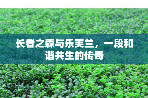 长者之森与乐芙兰，一段和谐共生的传奇