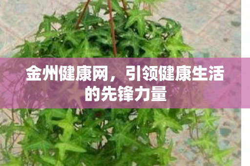 金州健康网，引领健康生活的先锋力量
