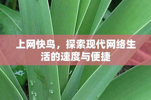 上网快鸟，探索现代网络生活的速度与便捷