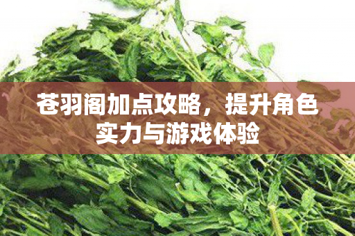 苍羽阁加点攻略，提升角色实力与游戏体验