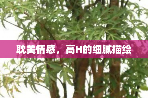 耽美情感，高H的细腻描绘