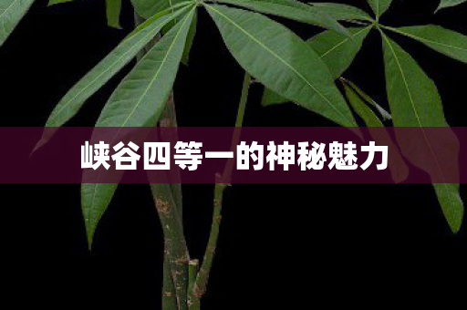 峡谷四等一的神秘魅力