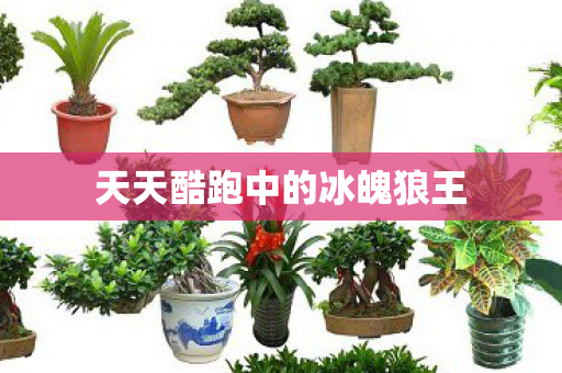 天天酷跑中的冰魄狼王