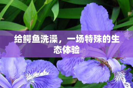 给鳄鱼洗澡，一场特殊的生态体验