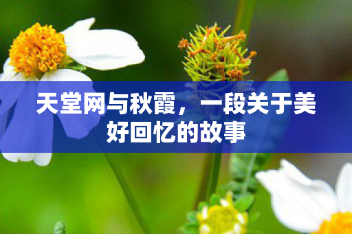 天堂网与秋霞，一段关于美好回忆的故事