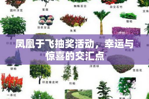 凤凰于飞抽奖活动，幸运与惊喜的交汇点